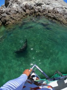 Nadar con lobos marinos