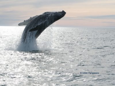Puerto Peñasco - Avistamiento de ballenas