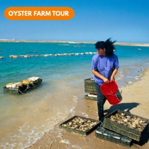 Oyster farm tour near Puerto Peñasco, Sonora