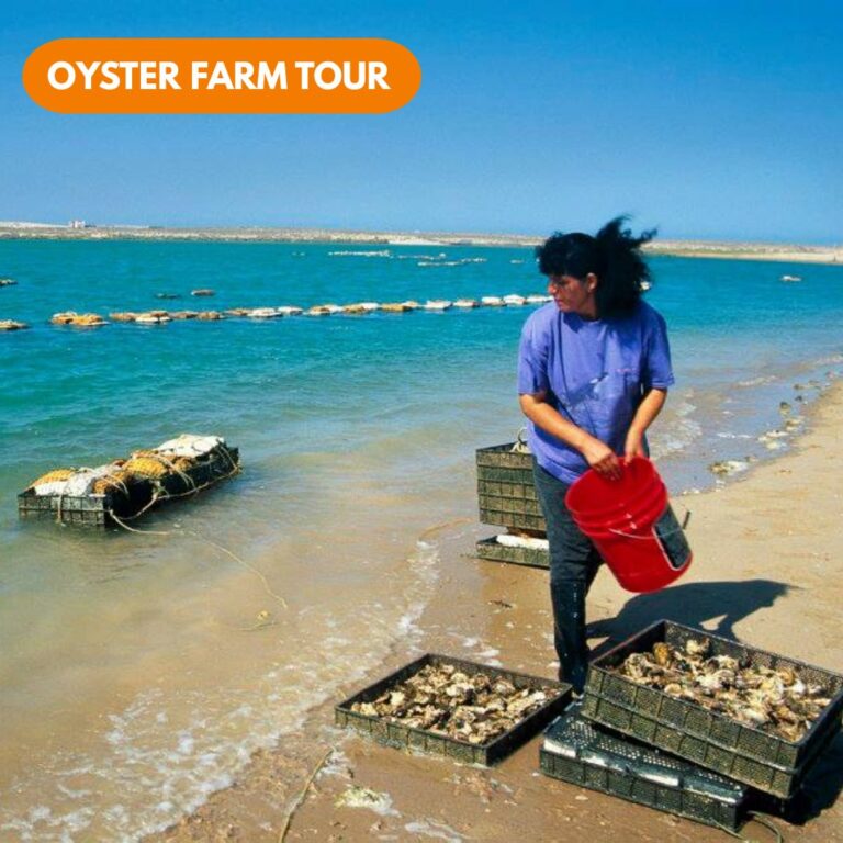 Oyster farm tour near Puerto Peñasco, Sonora